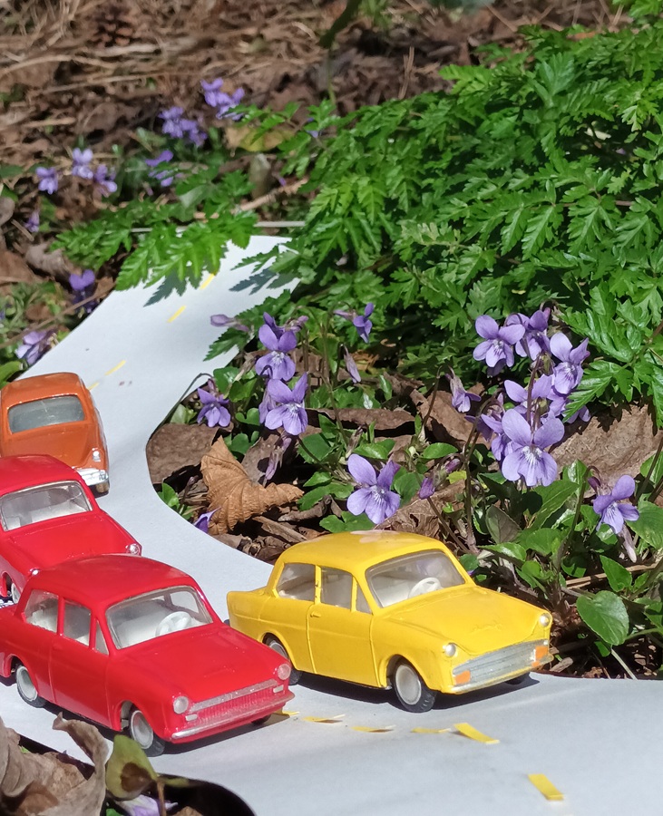 Daffodil 750 jaune lion CAR dans un virage devant des violeetes
