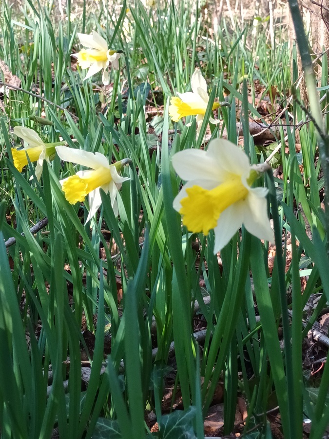 jonquilles sauvages en mars dans les Cévennes