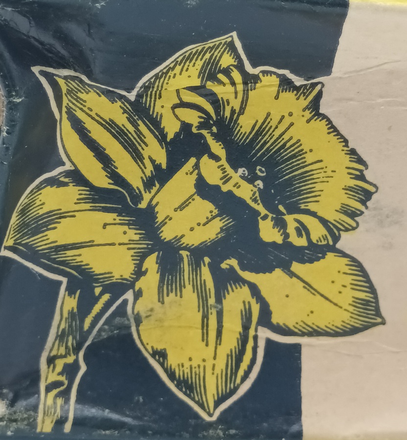 Vue en gros plan du dessin représentant une jonquille cultivée.